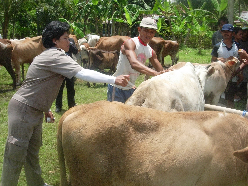 Program Upsus Siwab di Purbalingga Capai 83 Persen