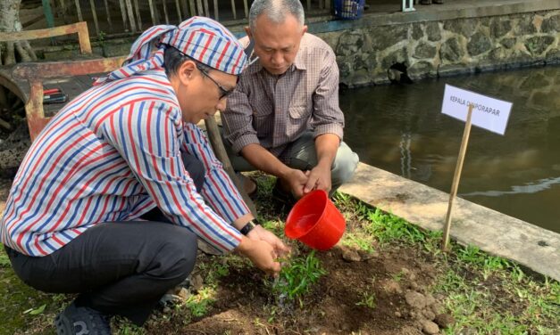 52 Tahun Sitama Makin Jadi Idola