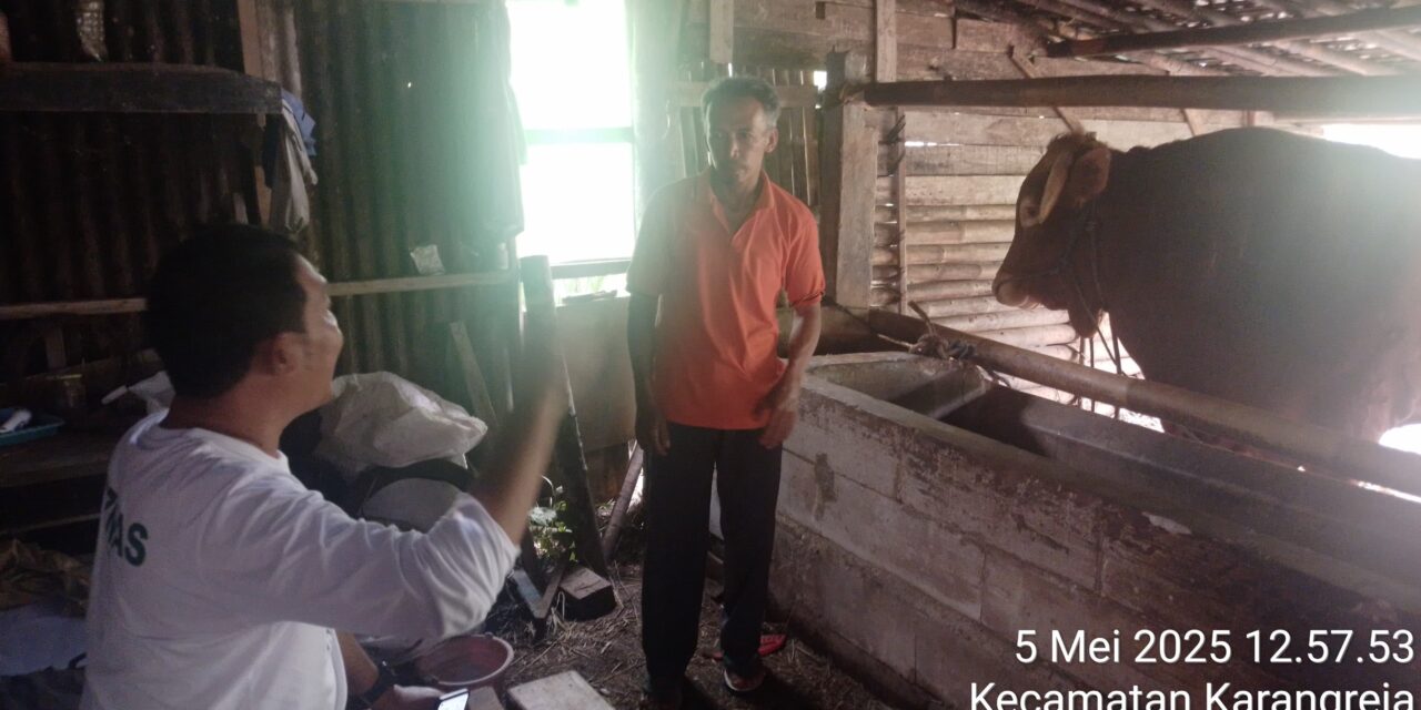 Sapi Milik Rustam Dipilih Presiden Prabowo Untuk Kurban