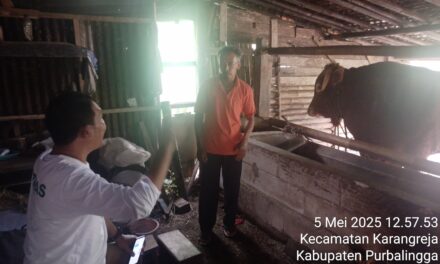 Sapi Milik Rustam Dipilih Presiden Prabowo Untuk Kurban